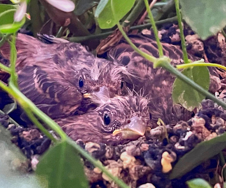 Baby birds in a nest