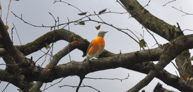 Bird in a tree