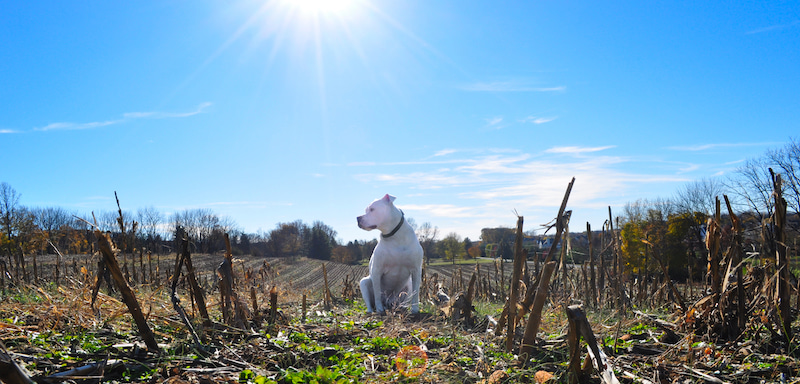 Dog in a corn field