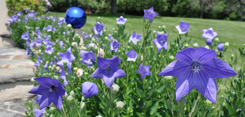 Flower garden in Spring