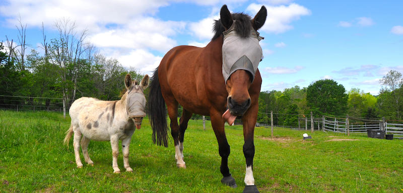 Horse and donkey in a field