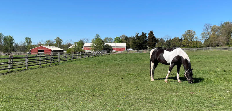 Horse in a pasture