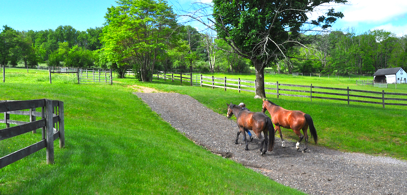 Horses being walked to a fenced in field