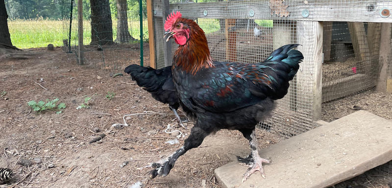 Rooster coming out of their coup