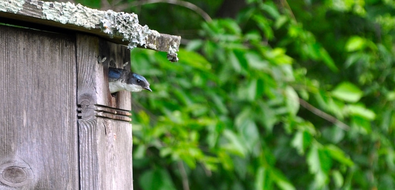 Wild bird in a bird house