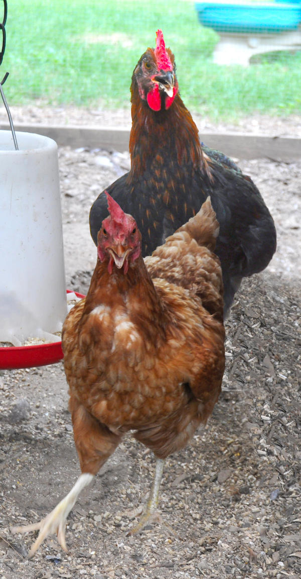 Chickens in a coup