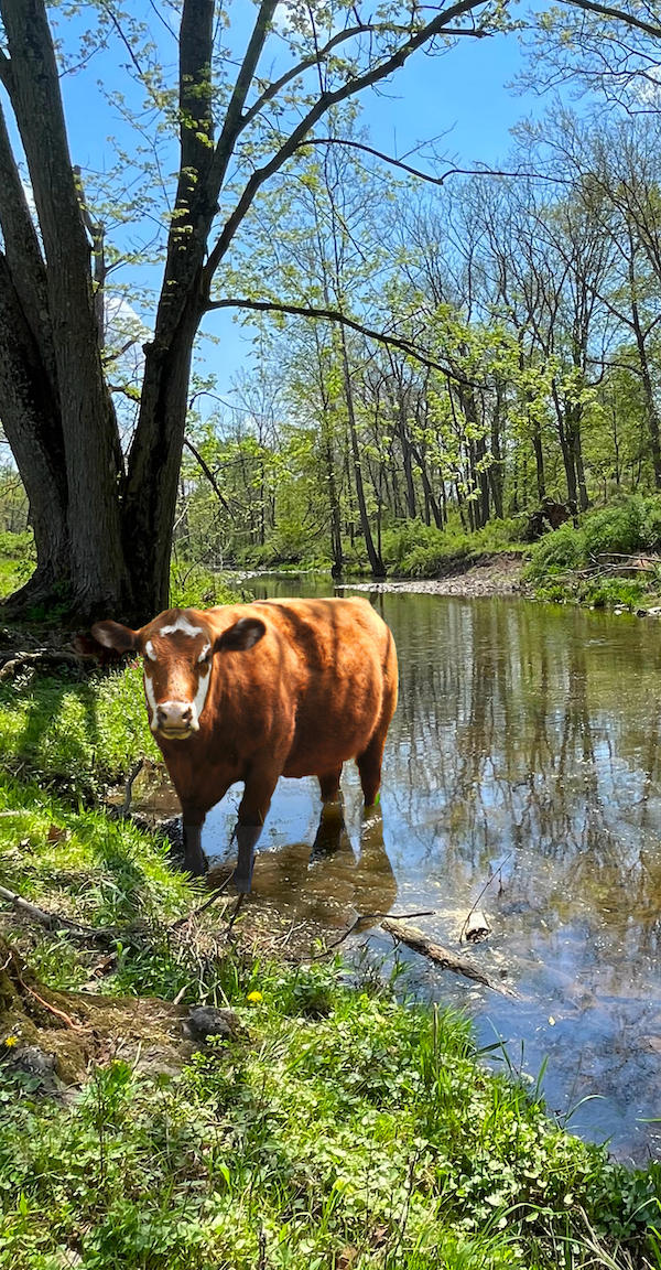 Cow in Alexauken Creek near Lambertville