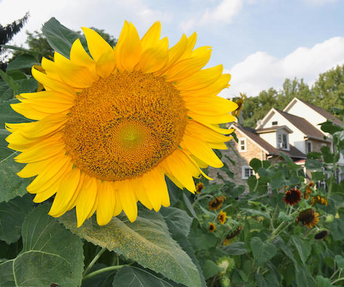 Sunflower growing in a garden