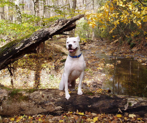 Dog in the woods with autumn leaves